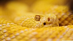 Snakes python albino