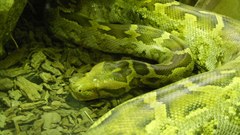 Snakes python Indian python