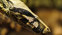 Snakes python Reptiles