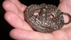 Snakes reptile snake