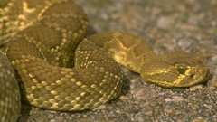 Snakes Reptiles