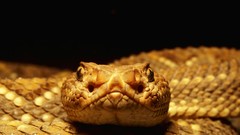 Snakes Reptiles