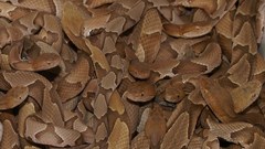 Snakes Reptiles American Copperhead