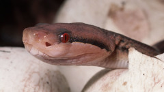 Snakes Reptiles close-up