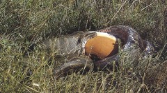 Snakes Reptiles feeding anaconda