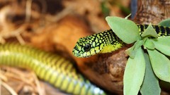 Snakes Reptiles nature