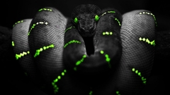 Snakes selective coloring
