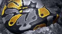Snakes selective coloring