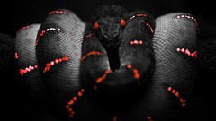 Snakes selective coloring