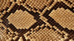 Snakes skin
