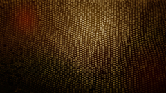 Snakes Textures skin