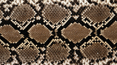 Snakes Textures skin