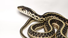 Snakes white background