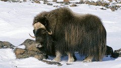 Snow Animals Alaska Arctic wildlife National Musk-Ox