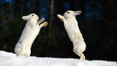 Snow Animals Arctic boxing Bunnies jumping