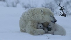 Snow Animals Arctic cubs