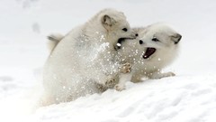Snow Animals arctic fox baby animals