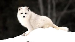 Snow Animals arctic fox foxes