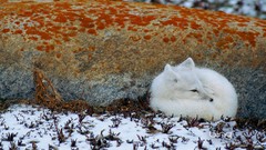 Snow Animals arctic fox foxes