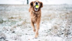 Snow Animals balls Dogs tennis balls