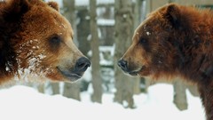Snow Animals Bears