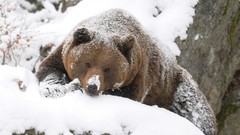 Snow Animals Bears