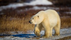 Snow Animals Bears coca-cola Polar Bears