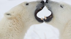 Snow Animals Bears Fighting Arctic Polar Bears