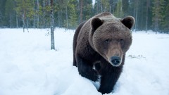 Snow Animals Bears forests