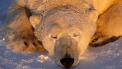 Snow Animals Bears Polar Bears