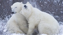 Snow Animals Bears Polar Bears