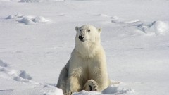 Snow Animals Bears Polar Bears