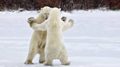 Snow Animals Bears Polar Bears