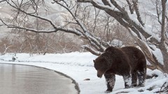 Snow Animals Bears snow landscapes