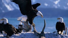 Snow Animals Birds Eagles bald eagles