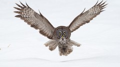 Snow Animals Birds Owls