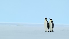 Snow Animals Birds Penguins emperor