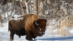 Snow Animals bison