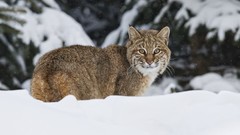 Snow Animals bobcats