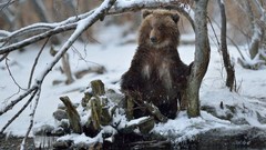 Snow Animals branches Bears