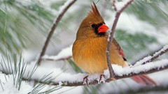 Snow Animals branches Birds Northern Cardinal