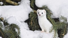 Snow Animals camouflage