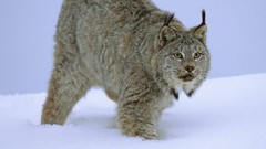 Snow Animals Canada lynx idaho