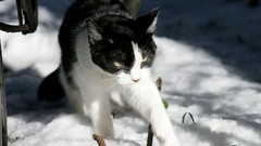 Snow Animals cats