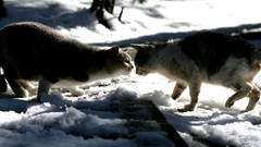 Snow Animals cats