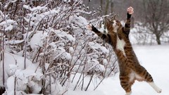 Snow Animals cats brown