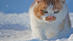 Snow Animals cats green eyes