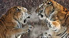 Snow Animals China two Fighting Siberian tigers