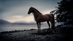 Snow Animals clouds Horses blurred
