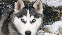 Snow Animals cold Dogs blue eyes